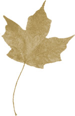 maple-leaf-normal