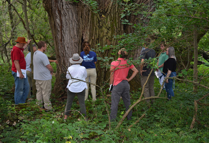 The MAEE Natural History class pauses to listen at the base of a massive cottonwood tree.