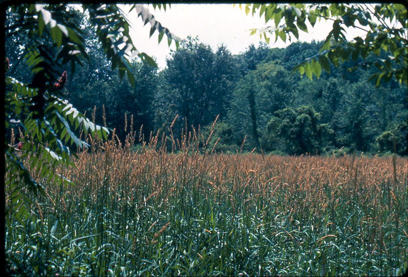 Reed canary grass in the area now known as Onion Bottom. Photo from Merry Lea archives