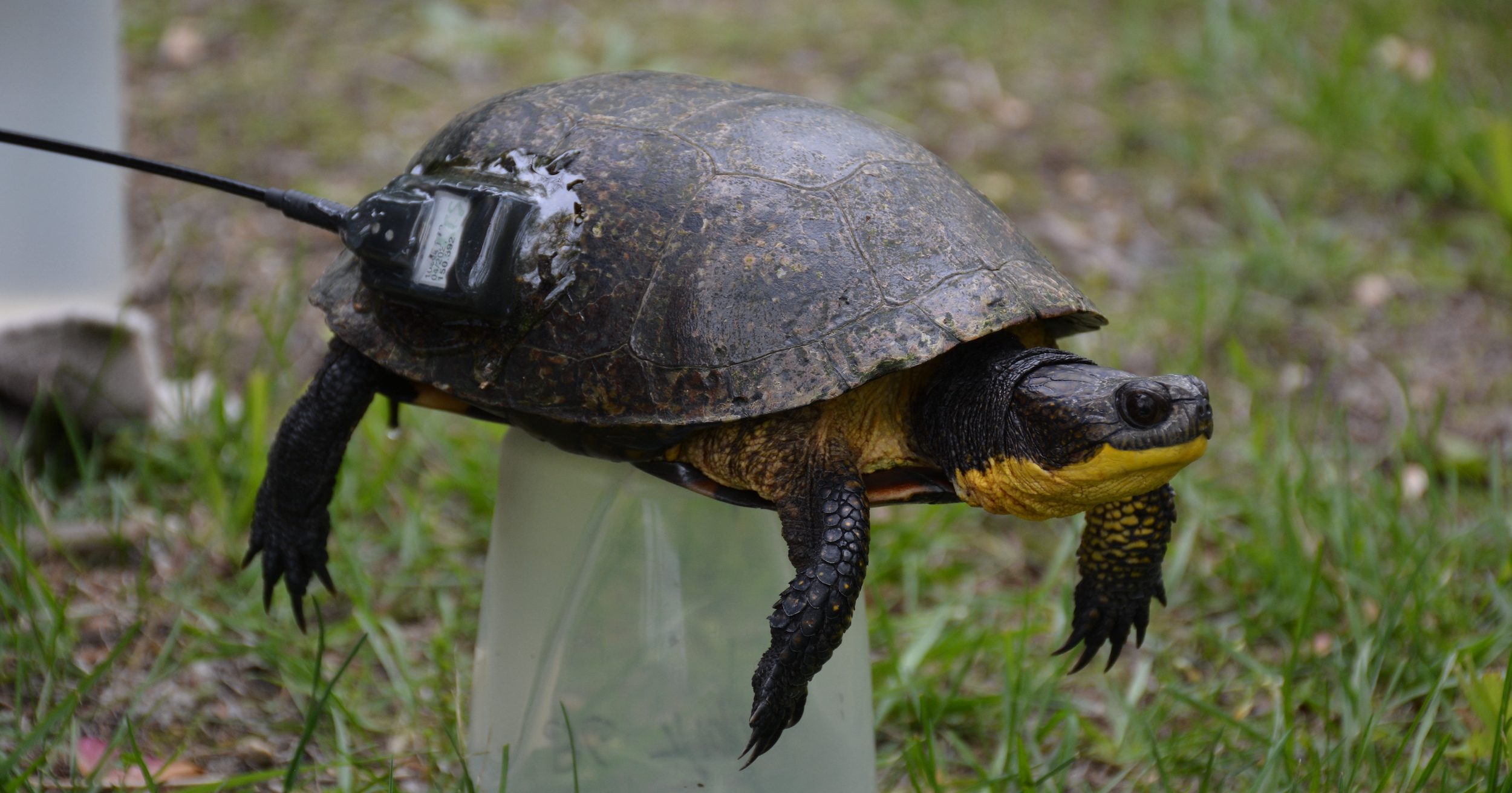 A female Blanding’s turtle being radio tagged.