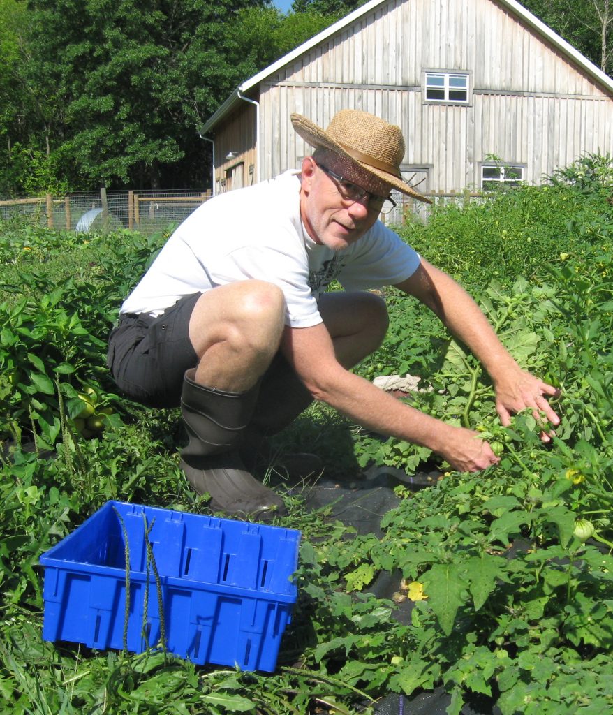 Volunteer Doug Vendrely picks ground cherries at the Merry Lea Sustainable Farm.