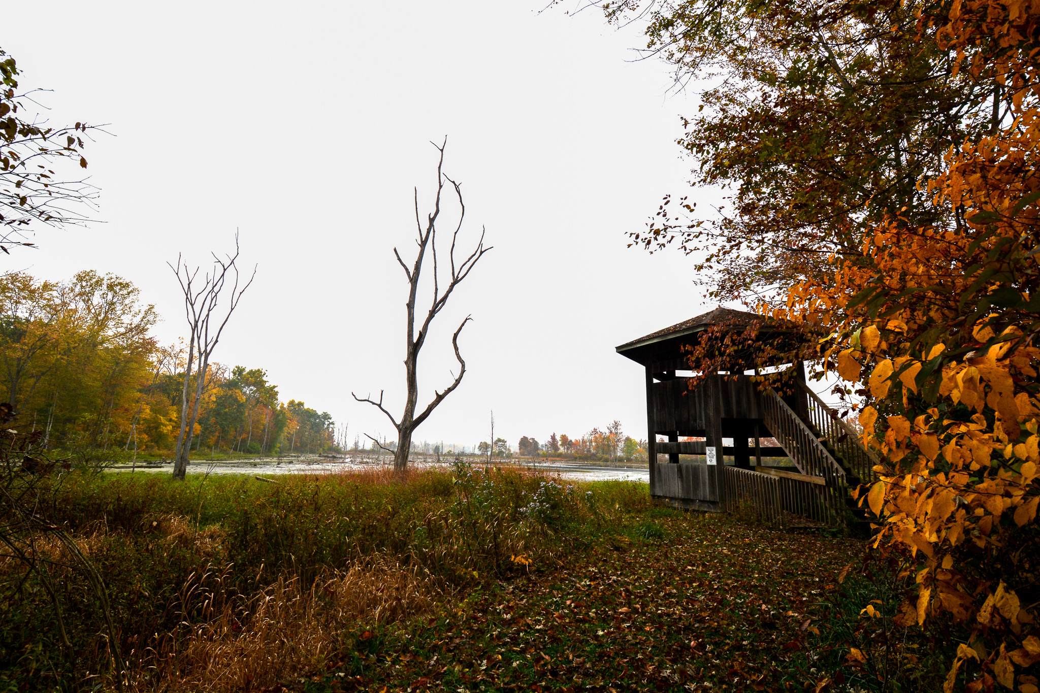 The observation tower overlooking the now restored Onion Bottom wetland in fall. Photo by Elena Fischer / Merry Lea