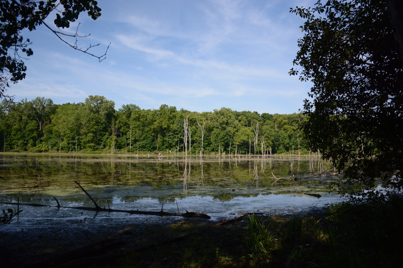 Onion Bottom as seen in summer, with residual snags in the distance. Photo by Elena Fischer / Merry Lea