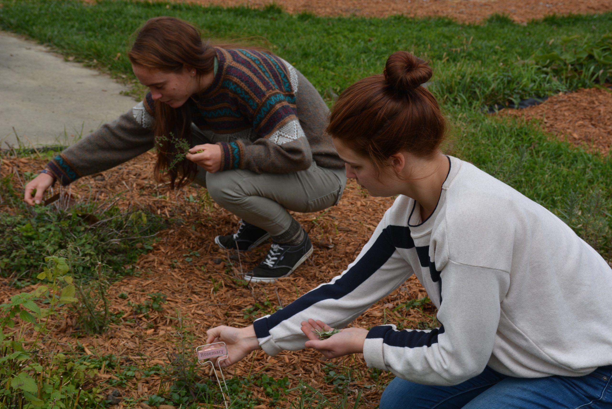 Emma and fellow SLS student, Sierra Ross Richer, pick herbs from the garden at Rieth Village. The SLS students interacted as a family group during the pandemic and wore face masks and physically distanced when interacting with people outside their cohort.