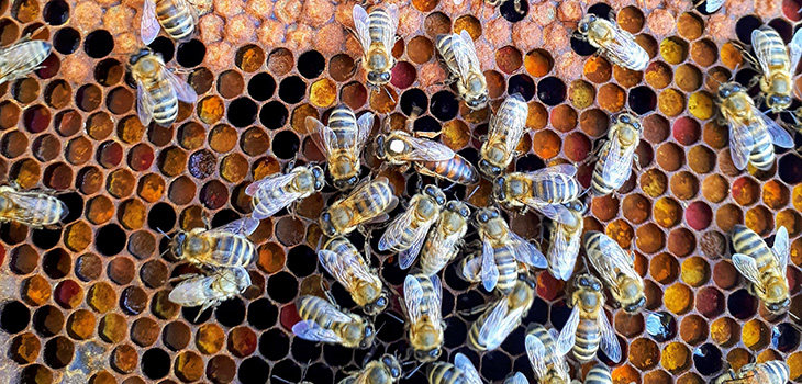 “Fun Friday” Focuses on Beekeeping