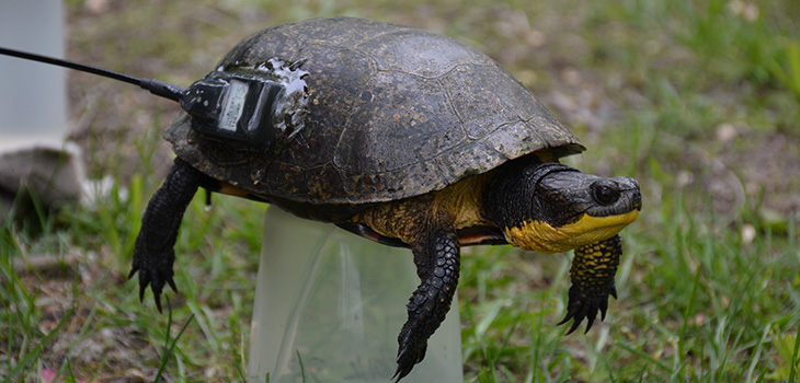 Hickory Scholar Project: Blanding’s Turtles