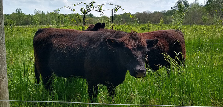 Hickory Scholar Project: Cattle Grazing and Prairie Burning