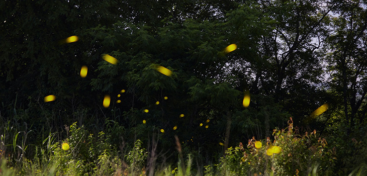 Enchanted Forest Allows Native Species to Tell Their Stories