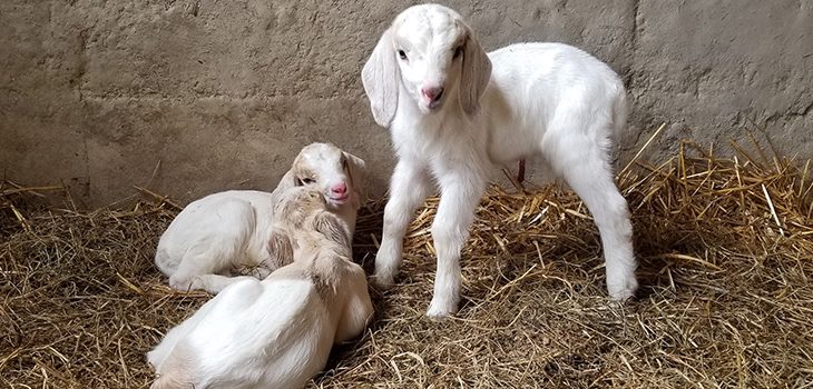 Merry Lea’s Goats Have Kids
