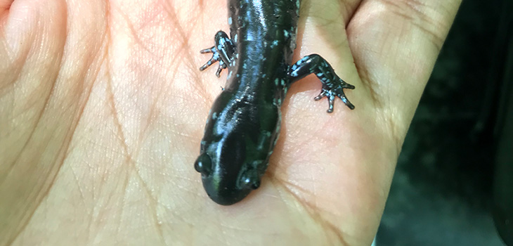Summer Research: Salamanders