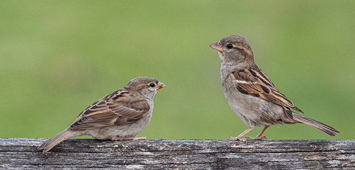 Sparrows Coming of Age