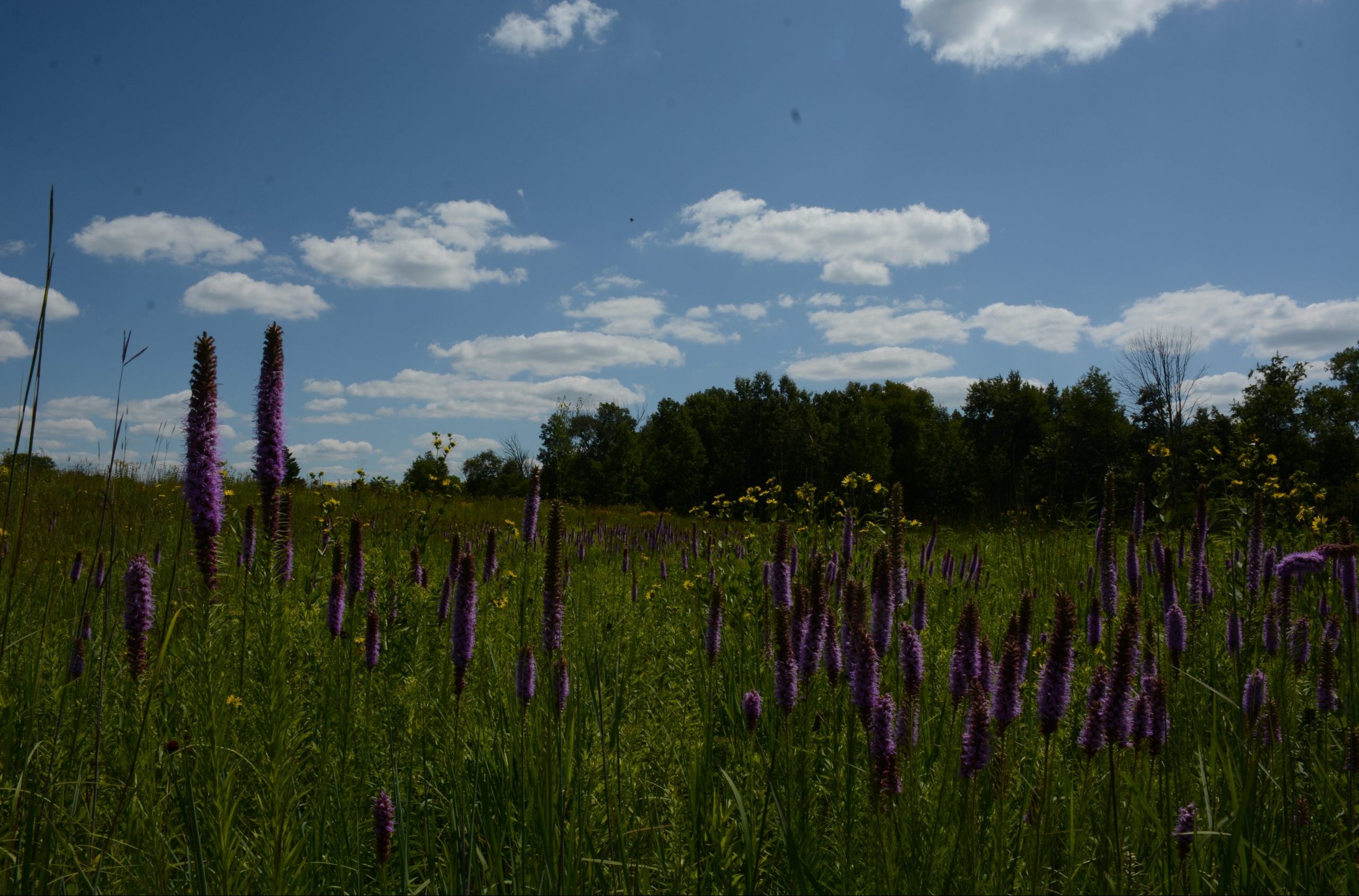 Prairie & Meadow Restoration