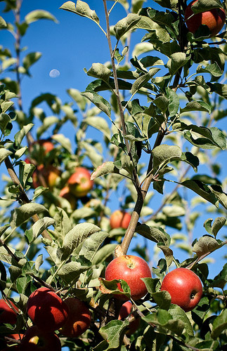 apples and moon