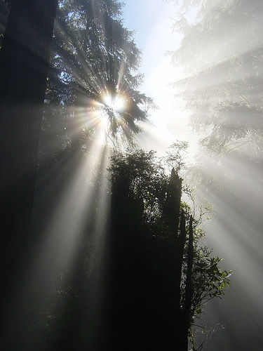 sunlight through redwoods