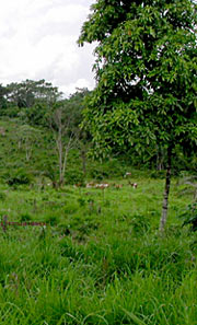 Adzofarm and cows at a distance