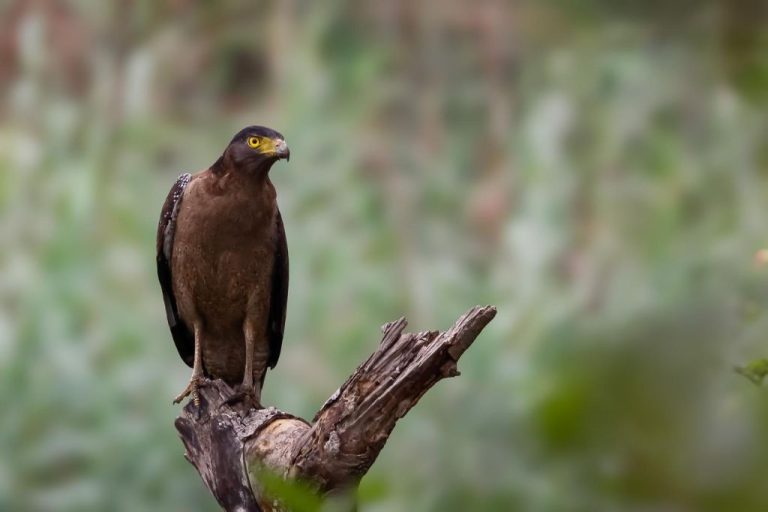 An eagle sitting on the top of a stick in the ground.