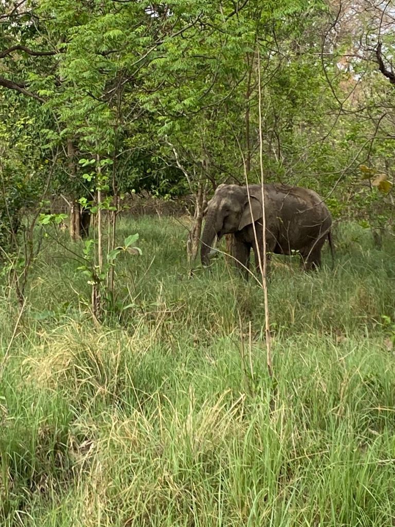 An elephant grazing in tall grass.