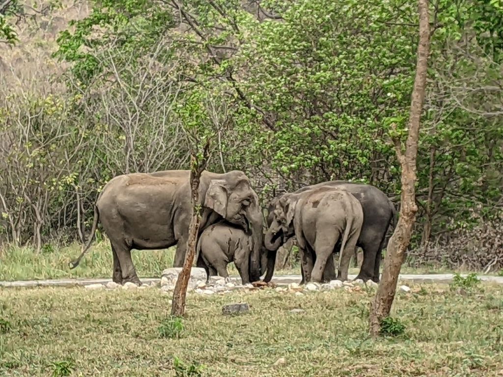 A group of elephants huddled together in front of trees.