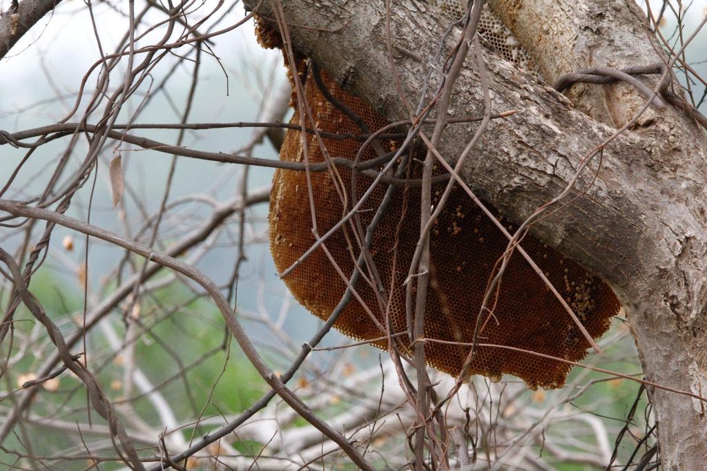 A beehive sitting in the fork of a tree
