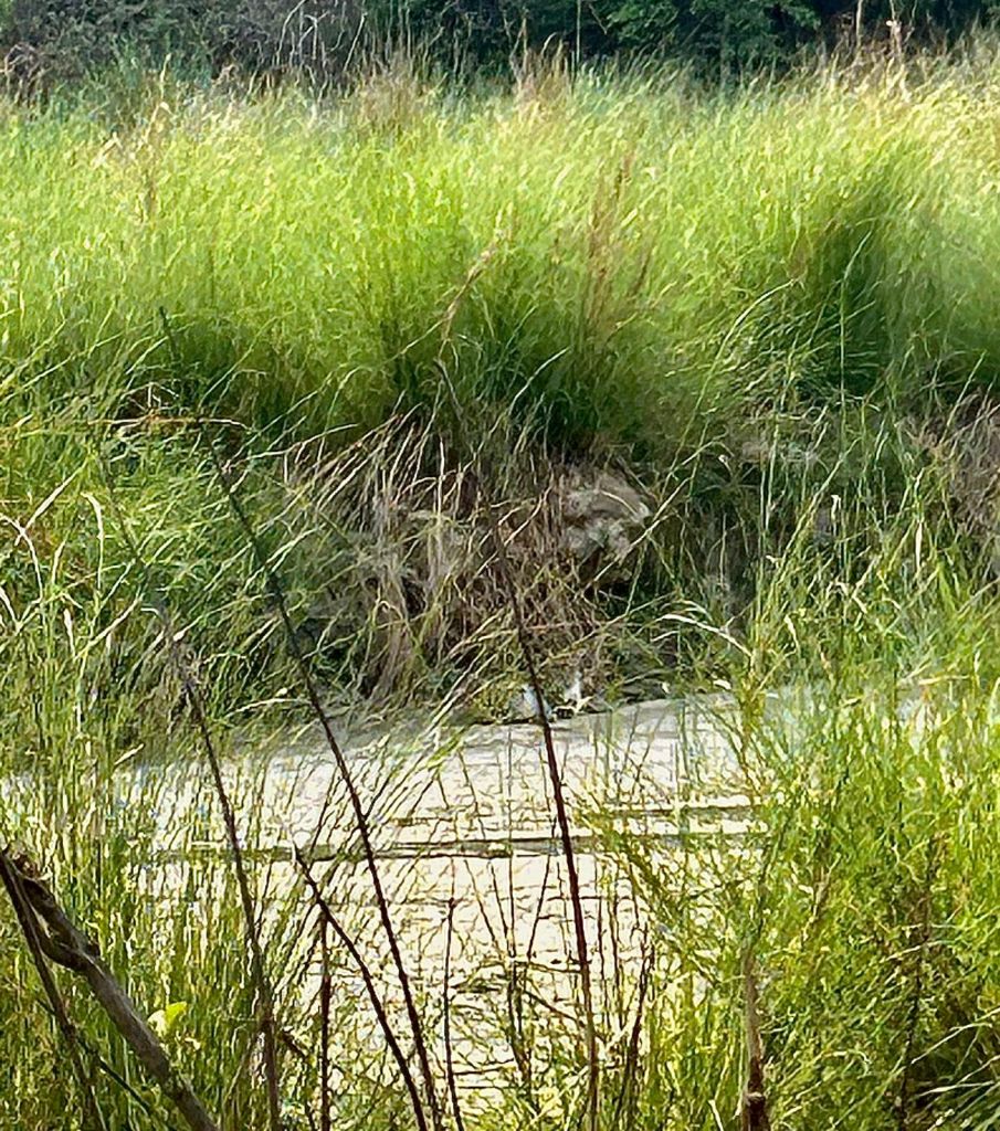 A leopard hides, camouflaged, in tall grass along the edge of a river.