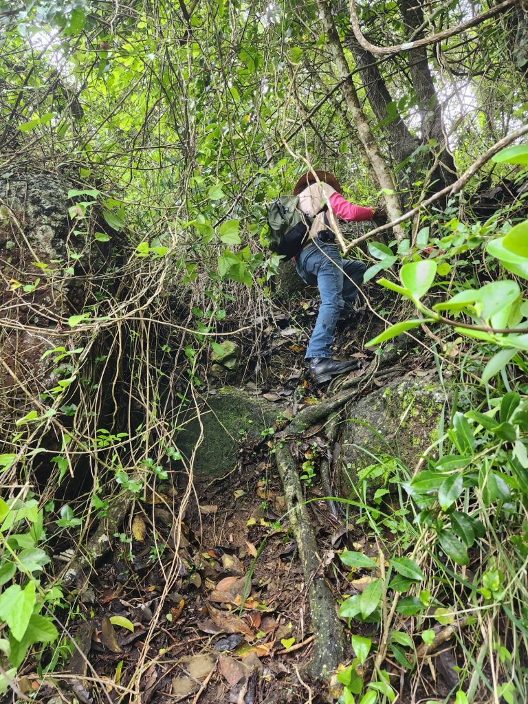 Woman hiking through vines and mud
