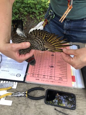 Bird Banding