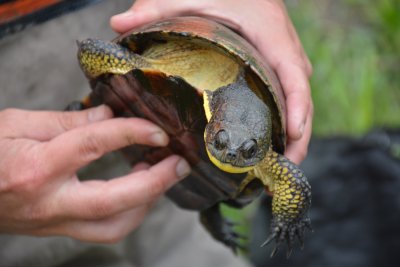 Blandings turtle at MerryLea