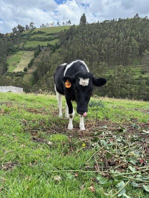This is Luna! She is one of the cows at Forever!