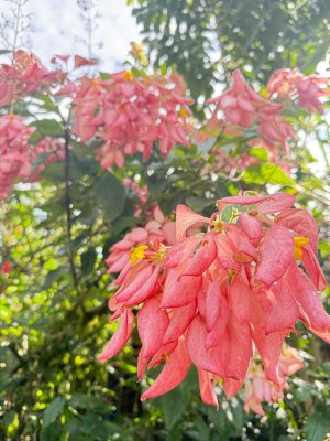 Photo of pink flowers on a tree