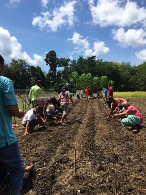 Group of people sewing plants in soil