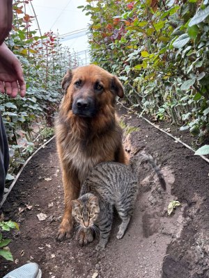 Osa and Chad the dog and cat