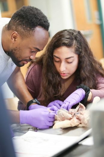 Fetal pig dissection by 2 students