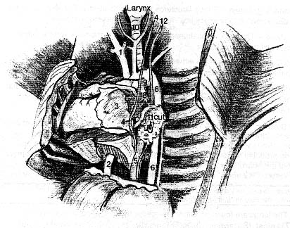 Fetal pig chest illustration