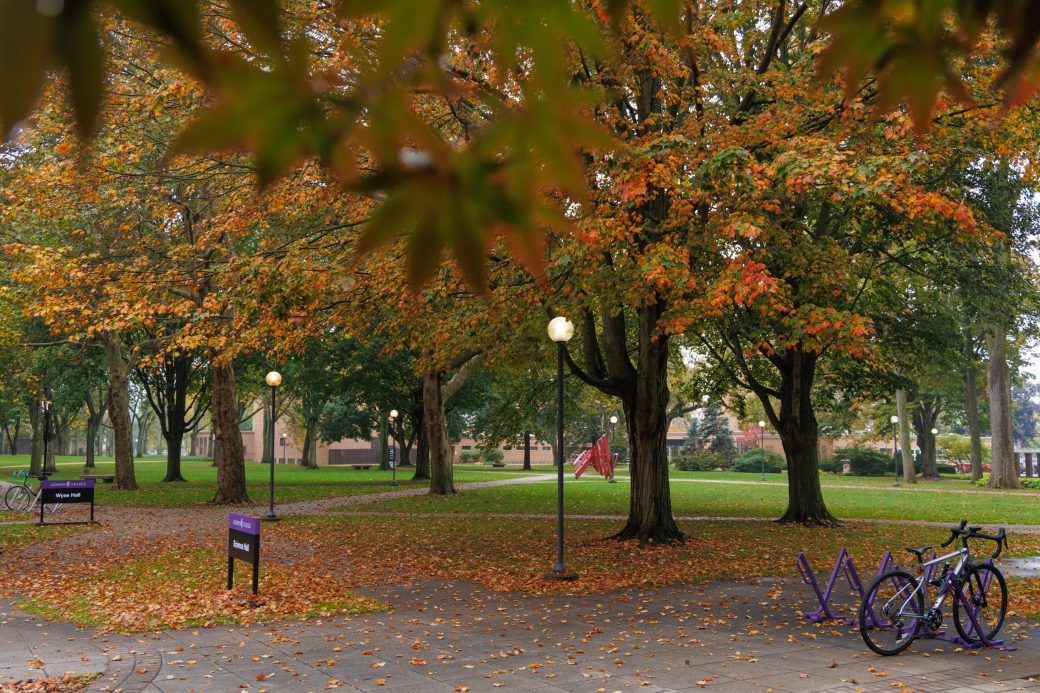 Fall trees and shield
