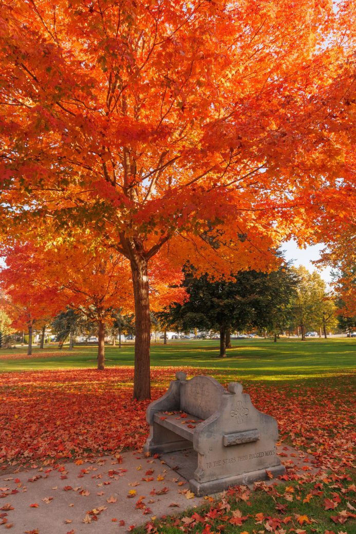 Bench by fountain in beautiful orange fall treess