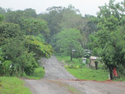 A lush, verdant view from the Padilla farm