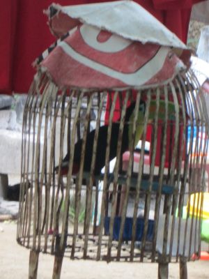 A real live toucan at a Catarina restaurant