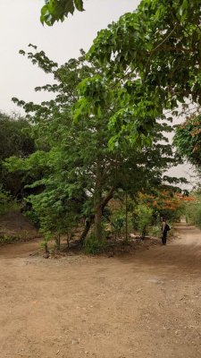 Bree under trees at Beer Sheba Project