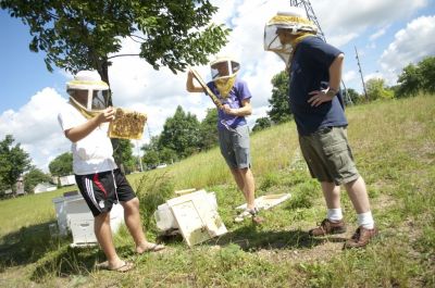 Bee research