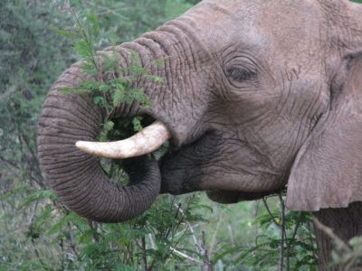 Kenyan elephant eating