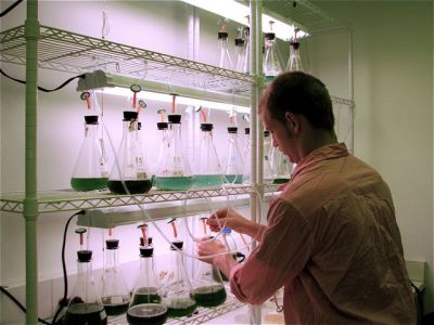 Student working with algae in the lab