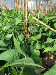 November green beans - Hoop House MLSF_0