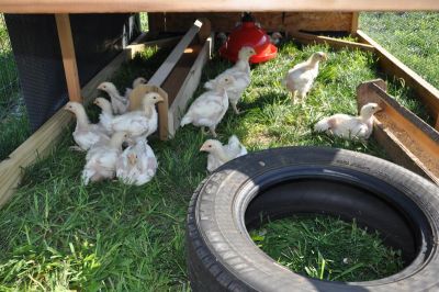 ASI chicken tractor