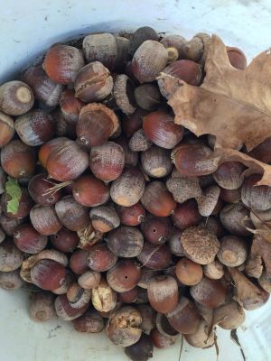 Acorns