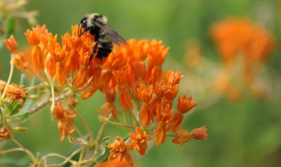 Bumblebee on milkweed