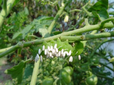 Cotesia congregata cocoons on tobacco hornworm8