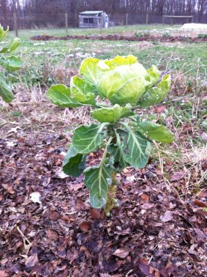 Frost damage on brussels sprouts