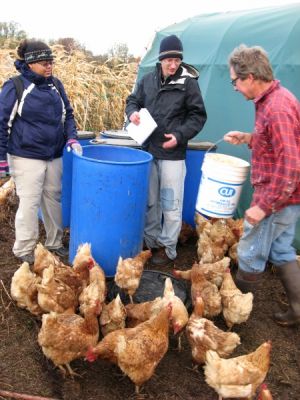 Hope CSA chickens