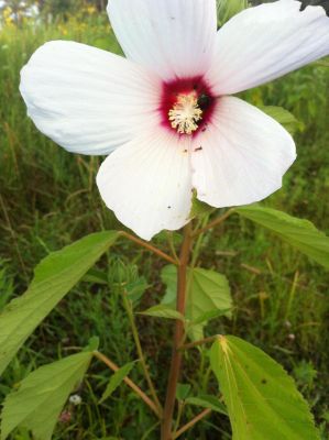 Marsh mallow