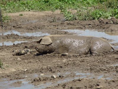 Pastured pigs